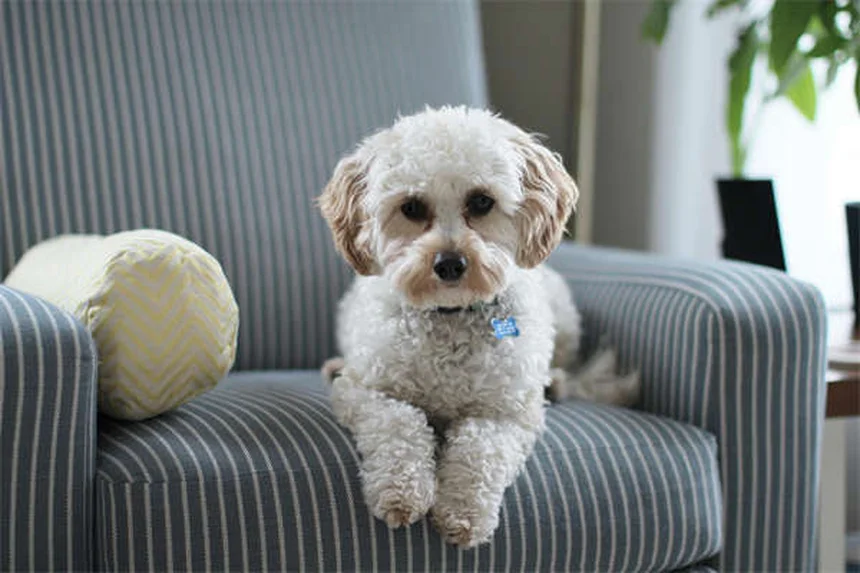 犬のしつけで噛みつきを防ぐ3つの優しい方法