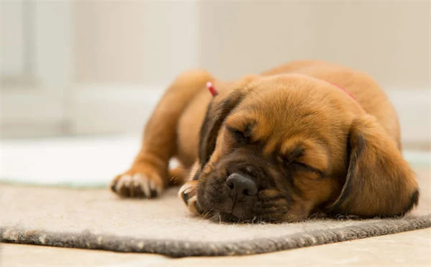 犬のしつけで噛みつきを防ぐ3つの優しい方法