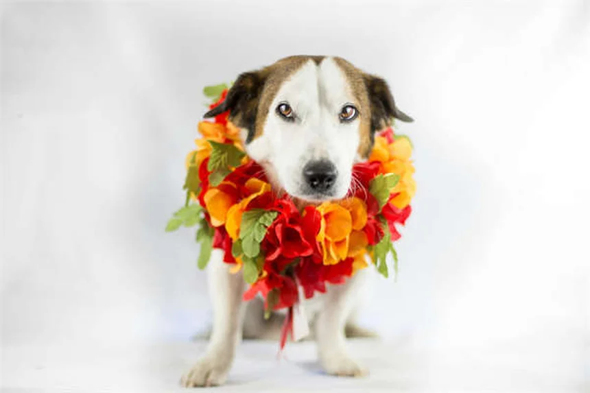 赤ちゃんとペットを仲良くさせる7つの秘訣【完全ガイド】