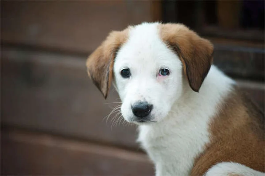 犬のいじめ行動を見分ける3つのポイントと効果的な対処法