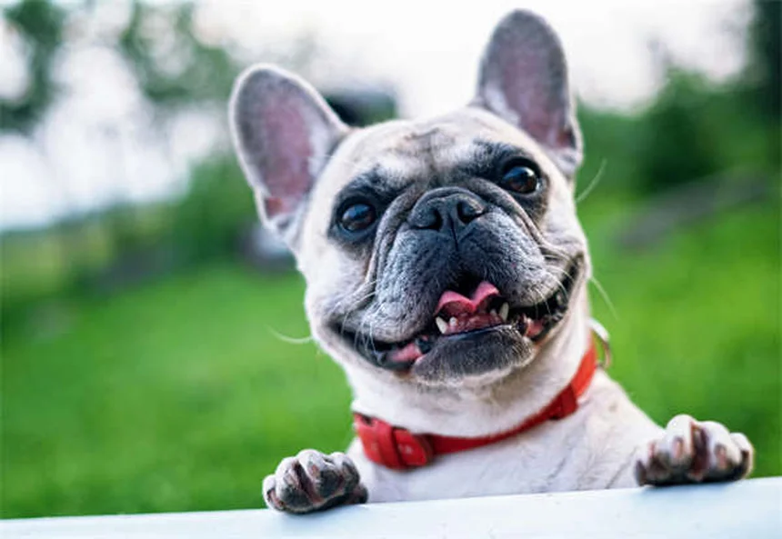 子犬の歯が生え変わる時期と対処法｜獣医師が教える4つのケア術