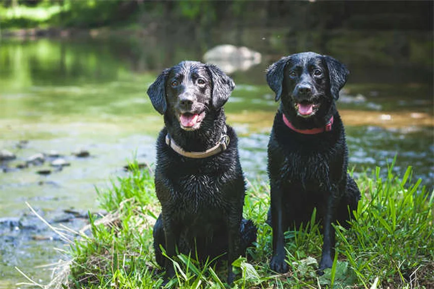 子犬の歯が生え変わる時期と対処法｜獣医師が教える4つのケア術