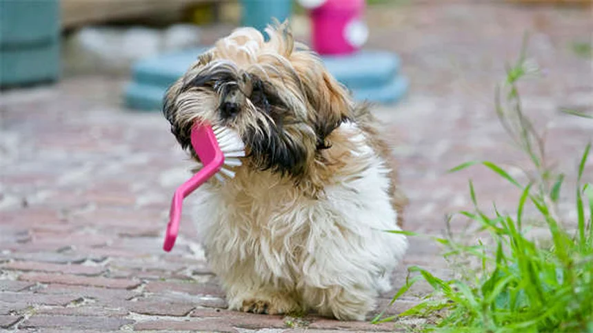 子犬の歯が生え変わる時期と対処法｜獣医師が教える4つのケア術