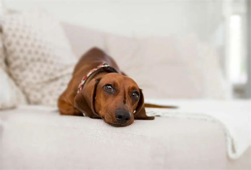 犬の健康を守る5つの必須医薬品【獣医師監修】