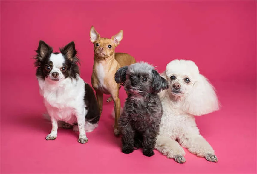 元気いっぱいの犬を落ち着かせる7つの簡単テクニック