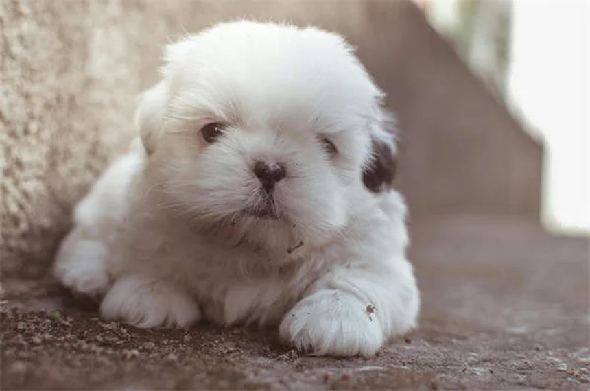 元気いっぱいの犬を落ち着かせる7つの簡単テクニック