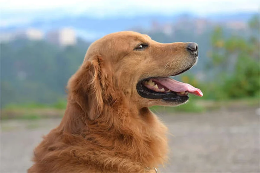 元気いっぱいの犬を落ち着かせる7つの簡単テクニック