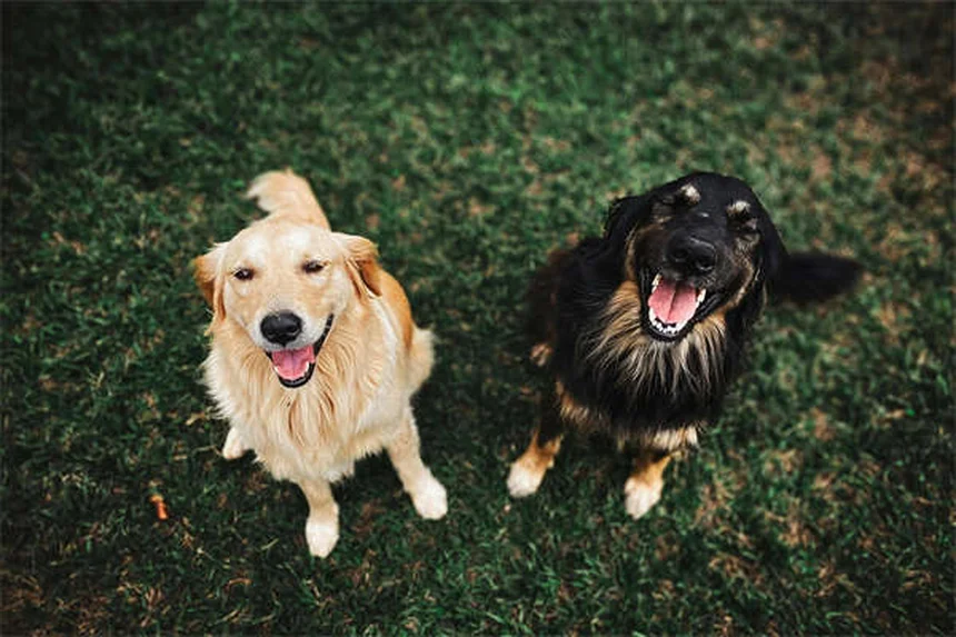 元気いっぱいの犬を落ち着かせる7つの簡単テクニック