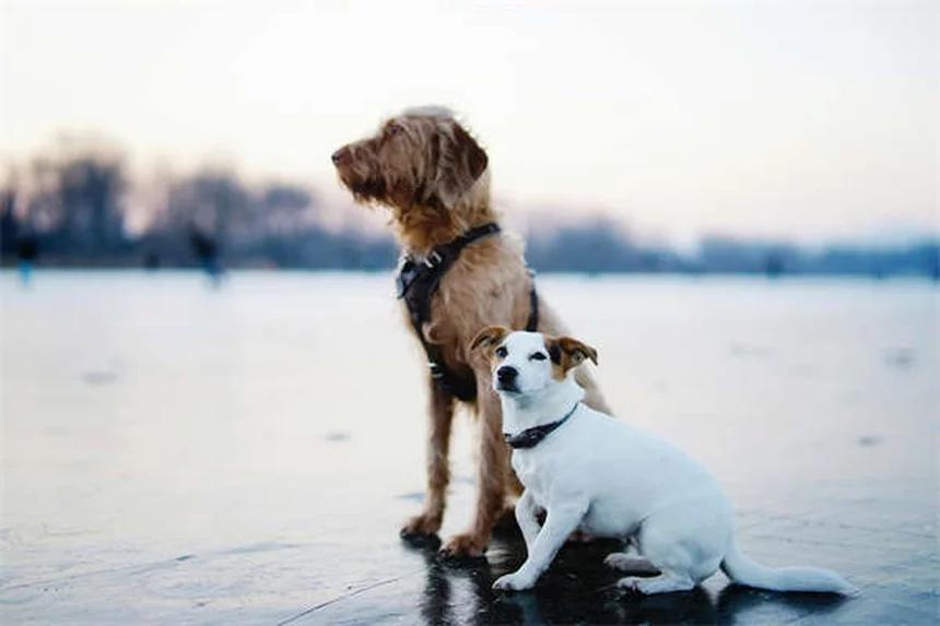 犬とキャンプを楽しむための7つの必須ポイント【初心者向け】