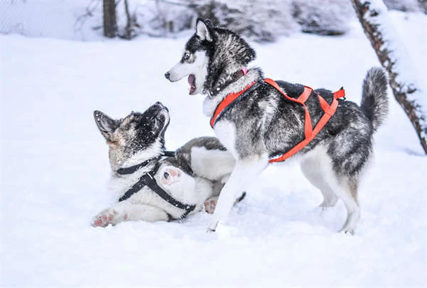犬とキャンプを楽しむための7つの必須ポイント【初心者向け】