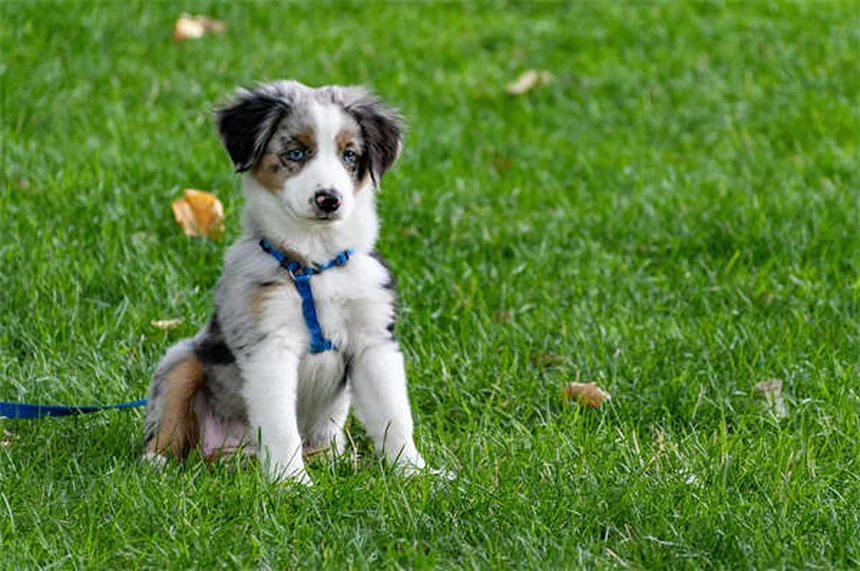 犬とキャンプを楽しむための7つの必須ポイント【初心者向け】