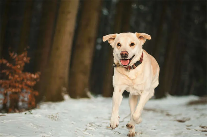 雨の日の犬の散歩で絶対に知っておくべき5つの危険と対策