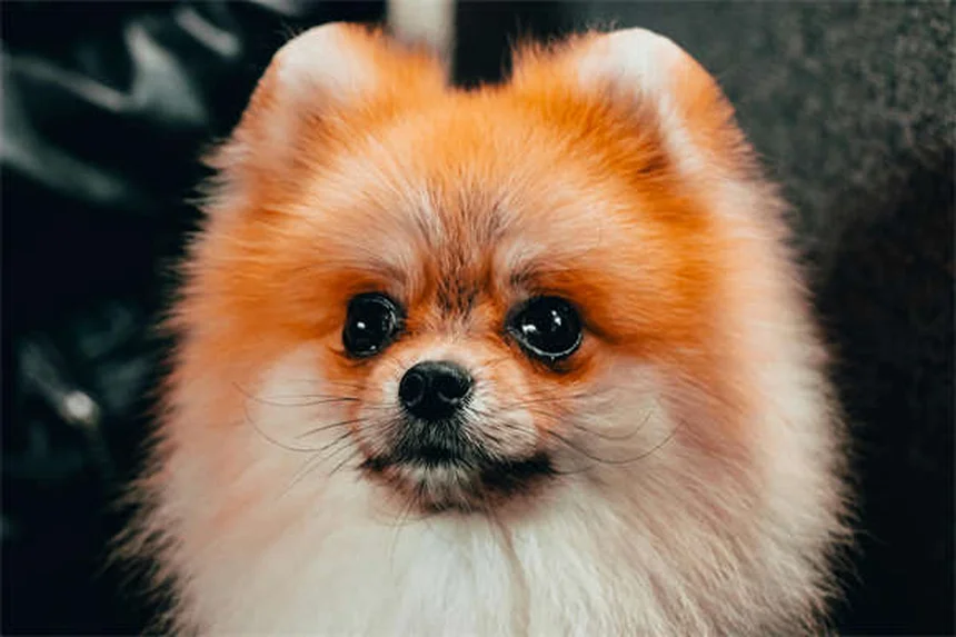 猫好きでも飼いたい！猫のような性格の犬8選【2024年版】