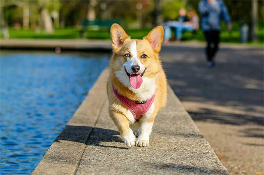 犬の妊娠中に使える薬・ダメな薬｜安全な投与法を獣医が解説